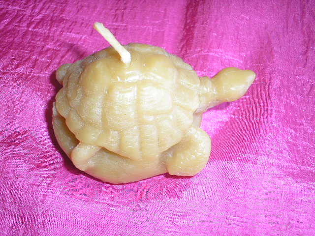 bougie tortue