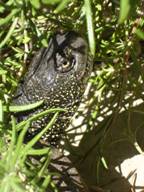 emys orbicularis
