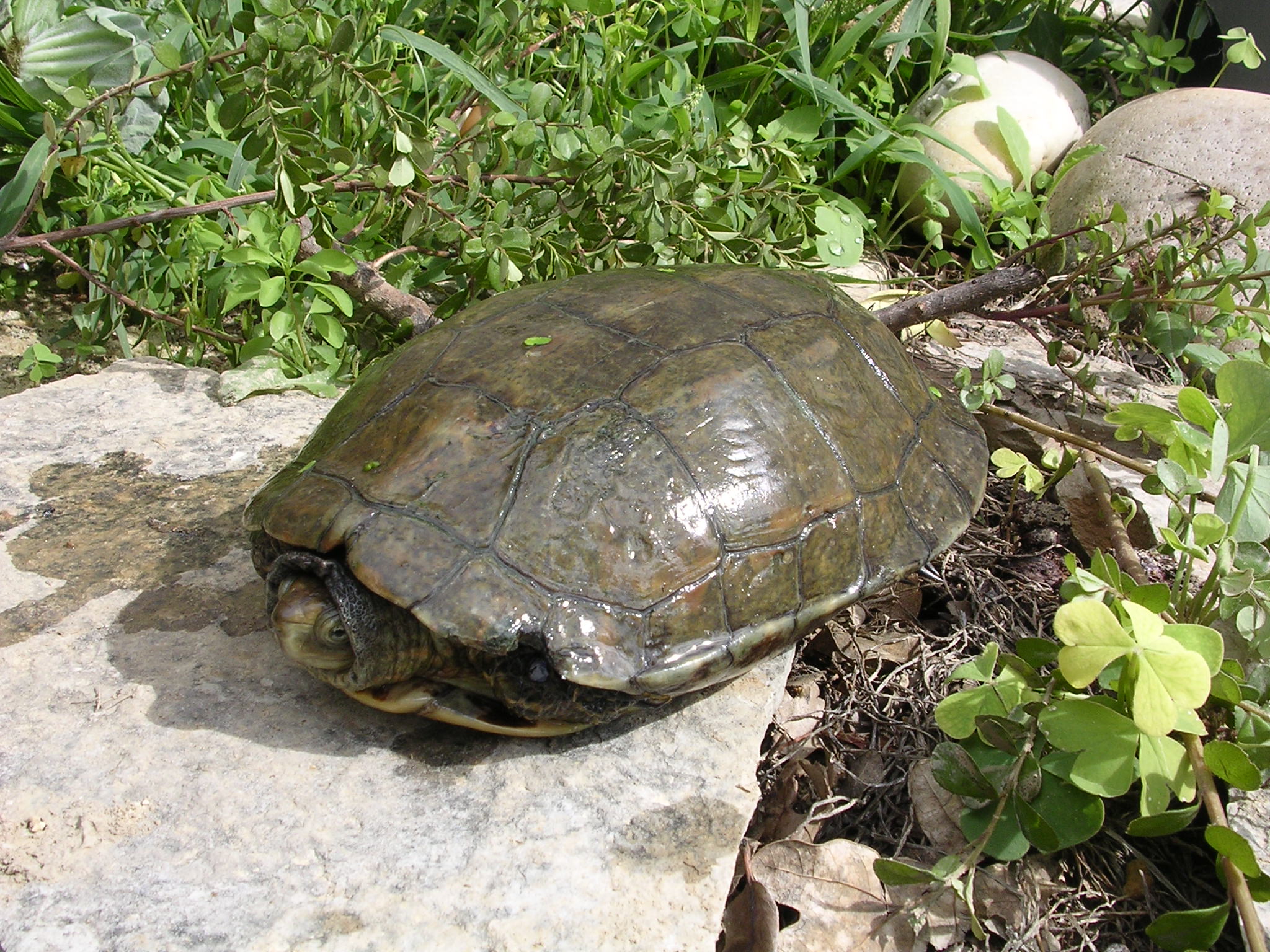 tortue lepreuse