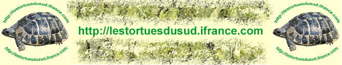 site tortue
