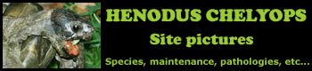 henodus tortue