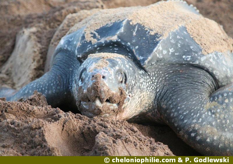 tortue marine