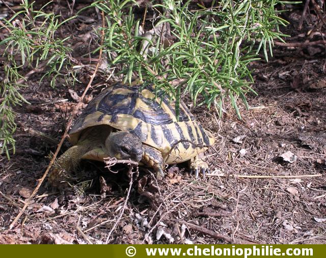 tortue d'hermann