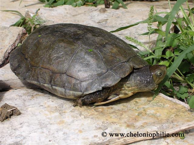 Mauremys leprosa