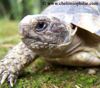 Testudo marginata