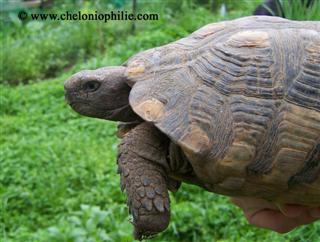 marginata