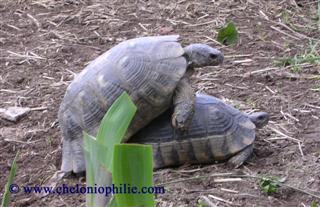 tortue margin&eacute;e