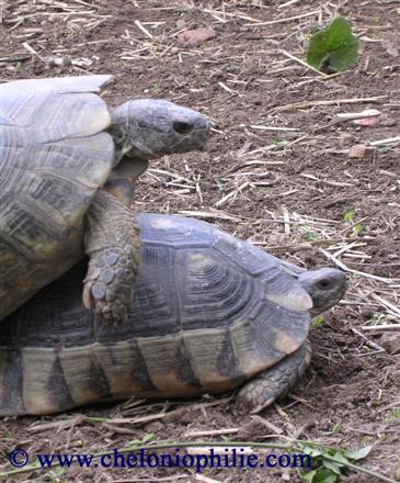 tortue marginata