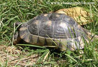 tortue sicile