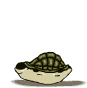 tortue .gif