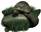gif tortue