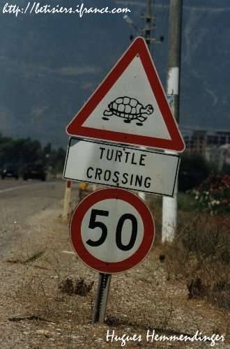 attention tortues