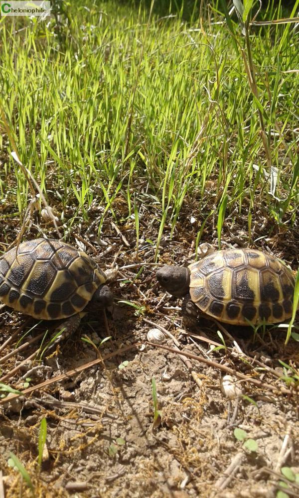 Tortue De Terre à Donner Sur Le Bon Coin Tortues terrestres Tortue Prov.-Alpes-Côte-d'Azur Vaucluse - Annonces