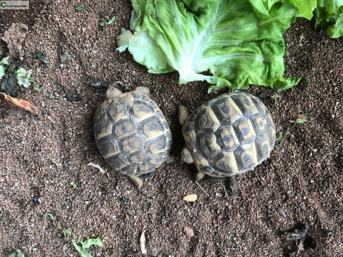 Tortues terrestres Bébé tortue hermann Prov.AlpesCôted