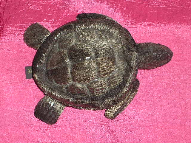 tortue peluche