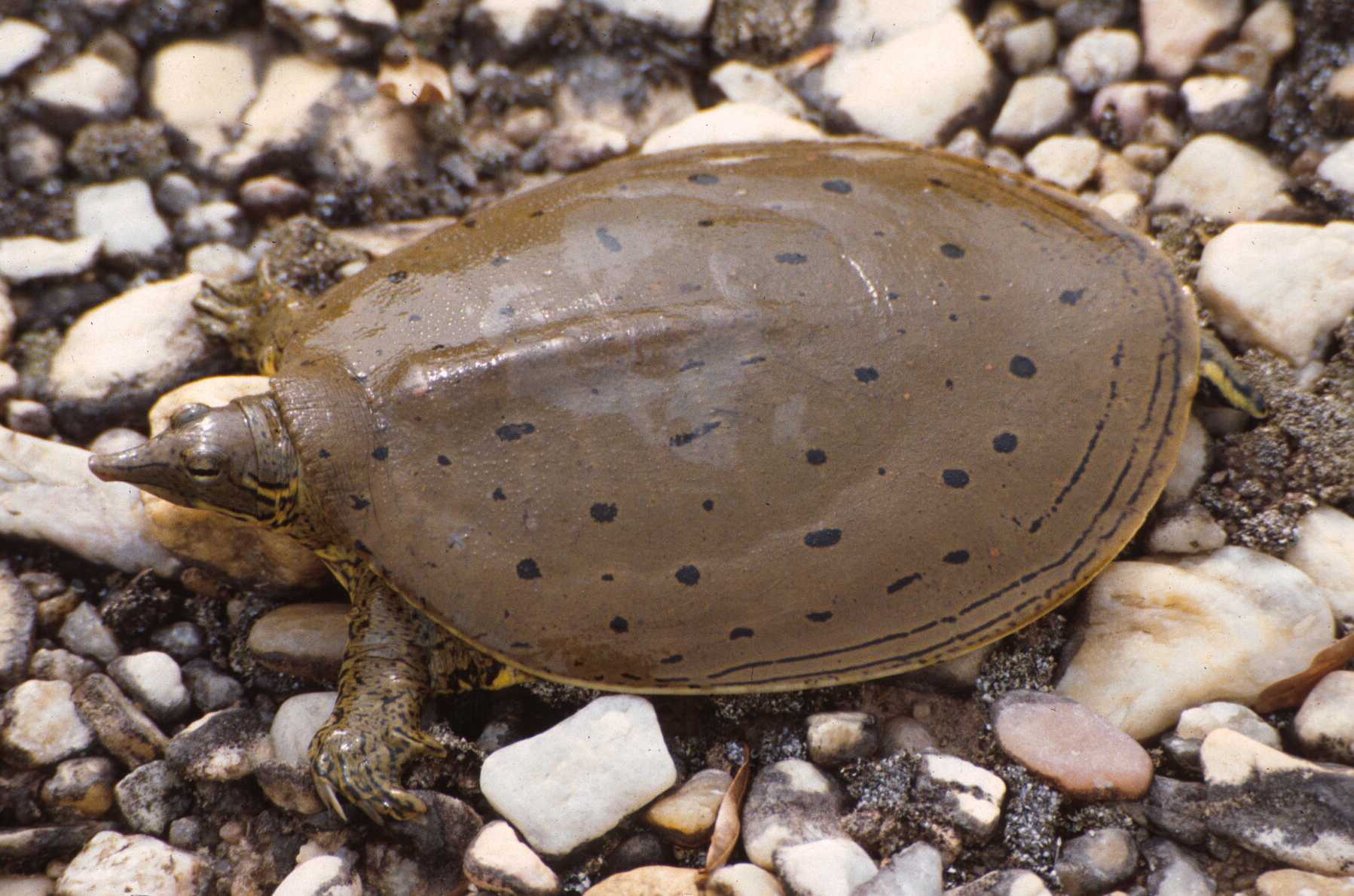 Apalone spinifera aspera