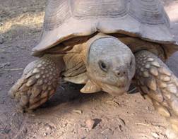 Geochelone sulcata