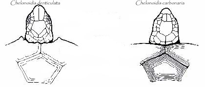 Chelonoidis carbonaria denticulata