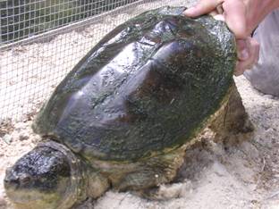 tortue hargneuse