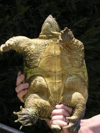 plastron serpentina