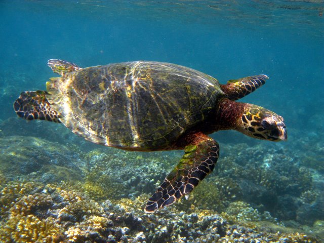 Eretmochelys imbricata