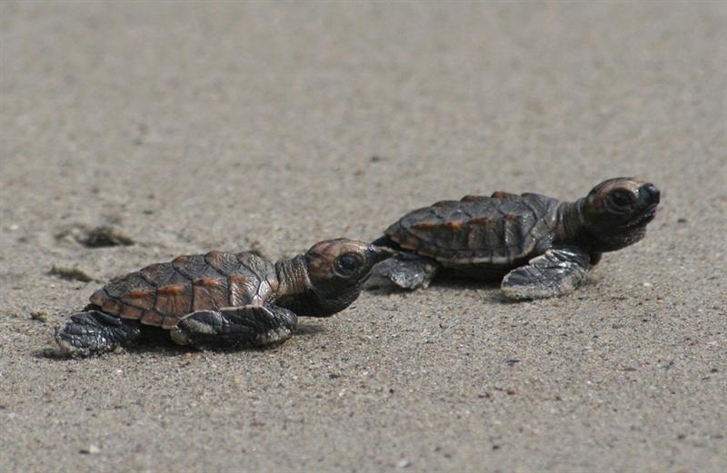 Eretmochelys imbricata