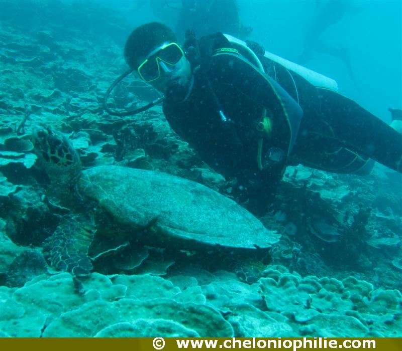 Eretmochelys imbricata