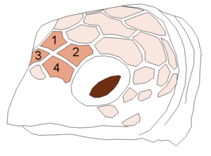 Eretmochelys imbricata