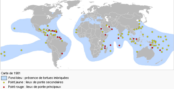 Carte géographie tortue marine