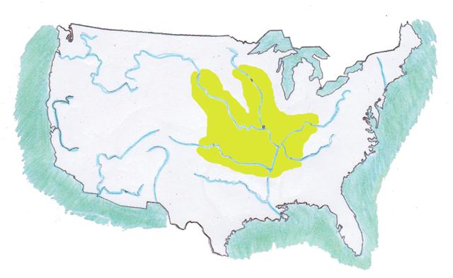 Graptemys pseudogeographica