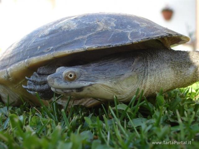 Macrochelodina rugosa