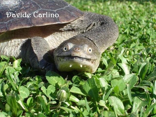 Macrochelodina rugosa