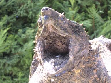 macrochelys temminckii