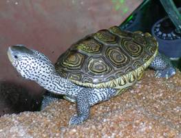 Malaclemys terrapin