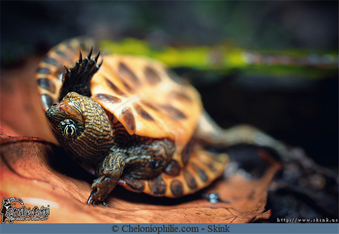 Ocadia sinensis tortue