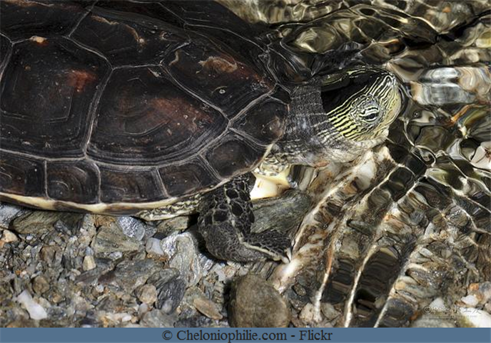 Ocadia tortue