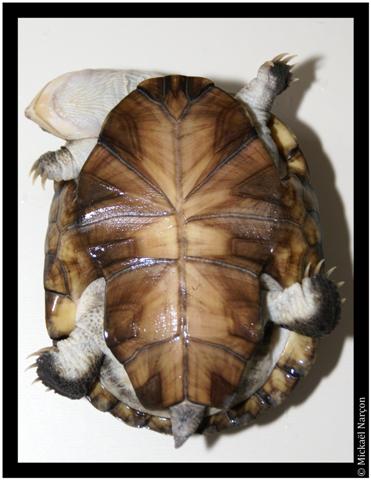 Pelomedusa subrufa