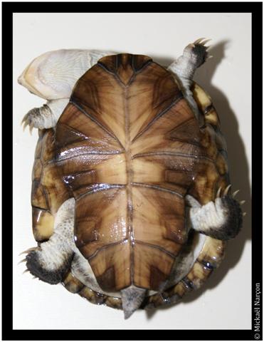 La fiche sur la tortue aquatique : Pelomedusa subrufa 