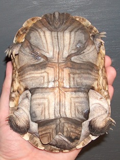 Pelomedusa subrufa