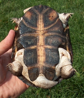 La fiche sur la tortue aquatique : Pelomedusa subrufa 