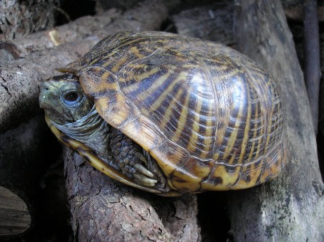 Terrapene ornata luteola