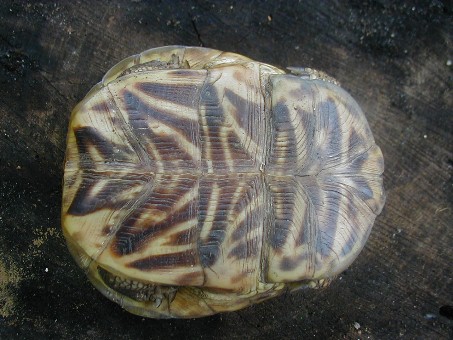 Terrapene ornata ornata