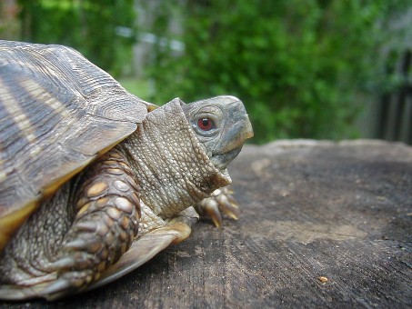 Terrapene ornata ornata