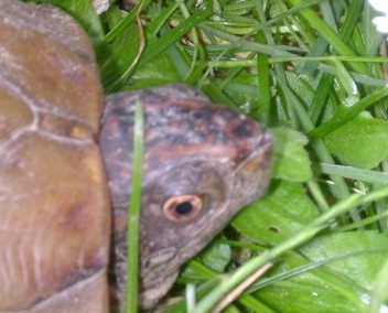 Terrapene carolina triunguis