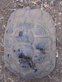 testudo ibera