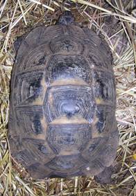 testudo ibera