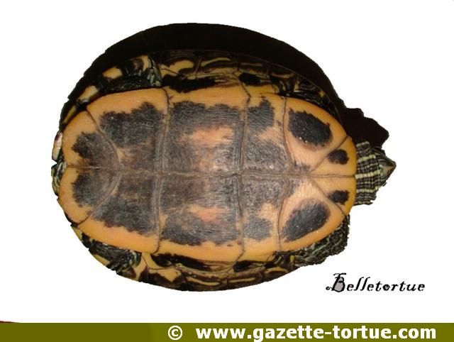 Trachemys scripta elegans