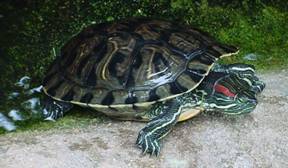 Trachemys scripta elegans