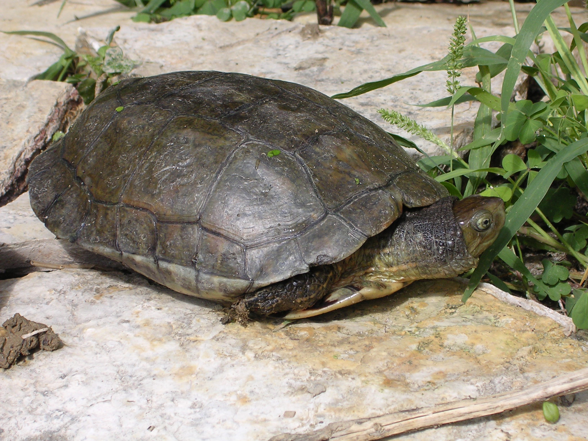 Mauremys leprosa