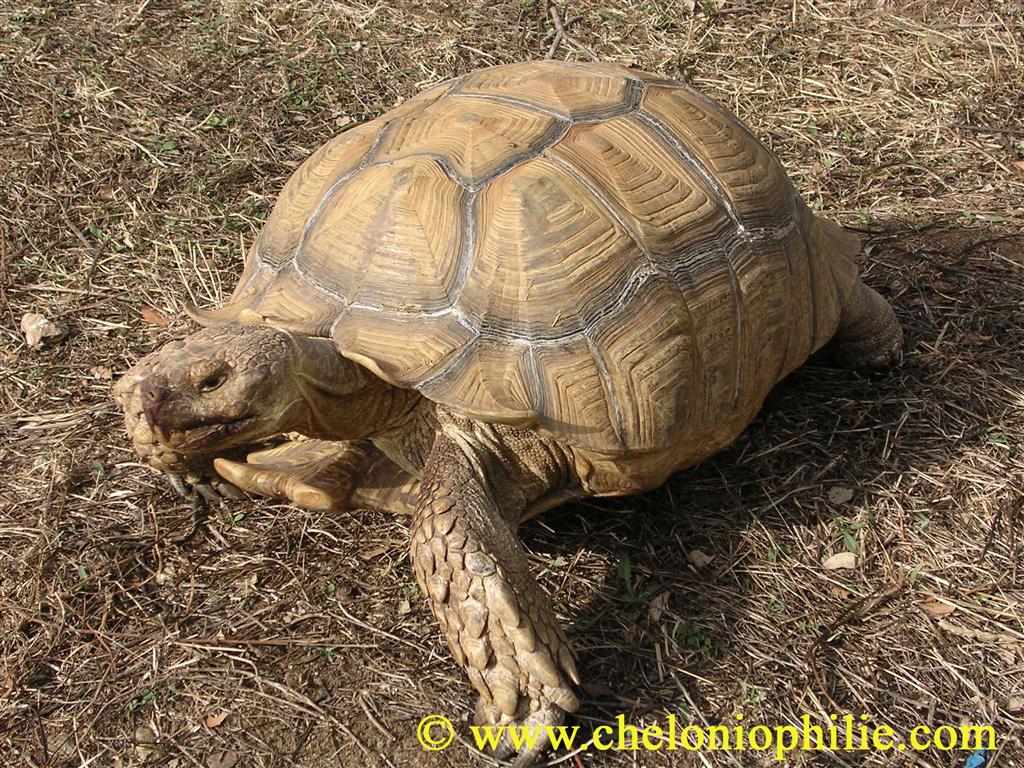 sulcata